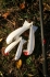Spomb White