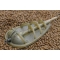 Avid Carp Method Feeder Small 2.0oz   2szt