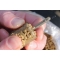 Guru 28g Large Pellet Feeder X-Safe System