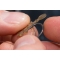 Korda Hook Beads