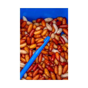 Preston Bander Disgorger Twin Pack